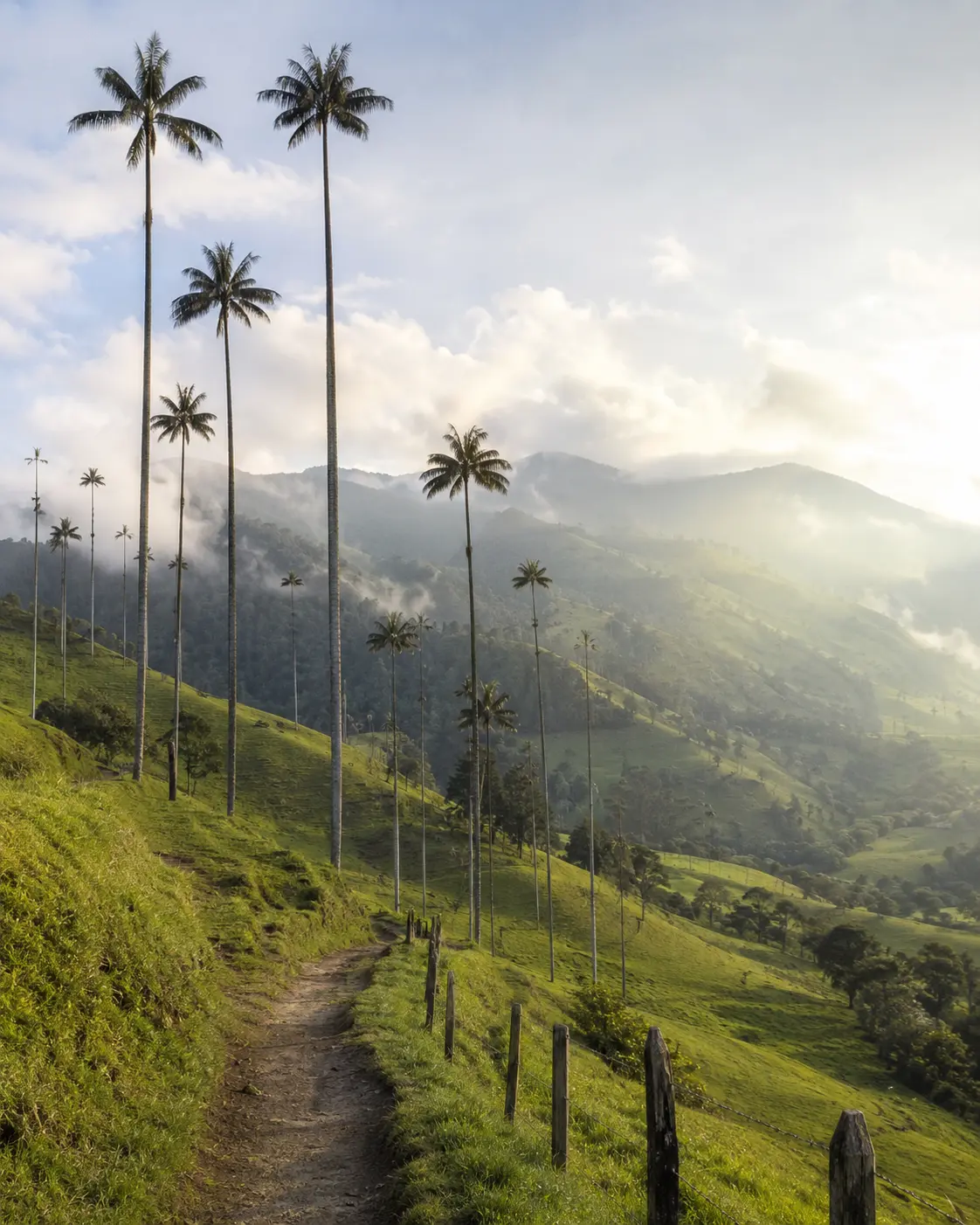 Cocora Valley wax palms and misty mountains in Colombia